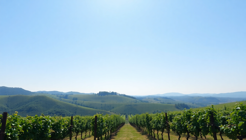 Discover the Unique Flavour Profiles and Sustainable Practices of McLaren Valeās Boutique Wineries