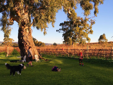 Fork in the Road Wines (Old Oval Estate)