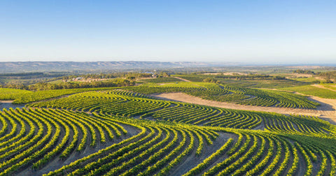 Ultimate Guide to McLaren Vale Wineries: Discover the Best Vineyards and Cellar Doors