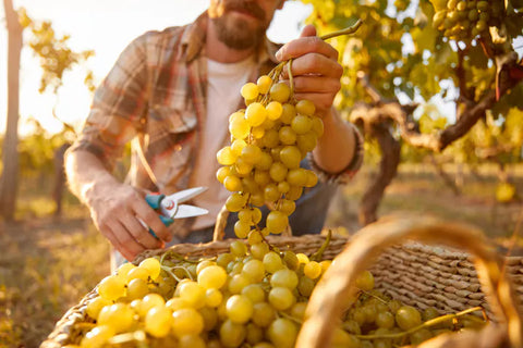 Pairing McLaren Vale Chardonnay with Suggested Foods