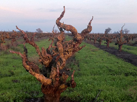 How Old are the Vines in McLaren Vale?