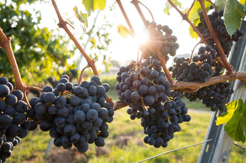 The Ultimate Guide to McLaren Vale Wines: Varieties, Regions, and Pairings
