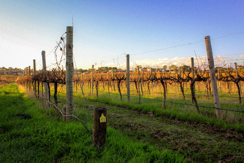 Decoding the Taste Profiles of Grenache in McLaren Vale