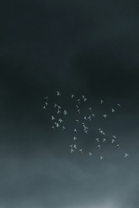 flock of birds flying under dark sky
