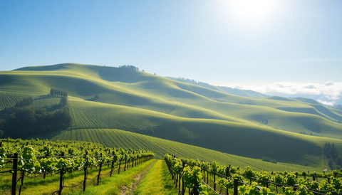 Exploring McLaren Vale's Boutique Wineries: A Guide to Sustainable Practices and Unique Vintages