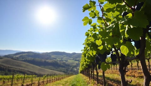 Discover the Unmatched Elegance of Organic McLaren Vale Wines: A Guide to Sustainable South Australian Vintages