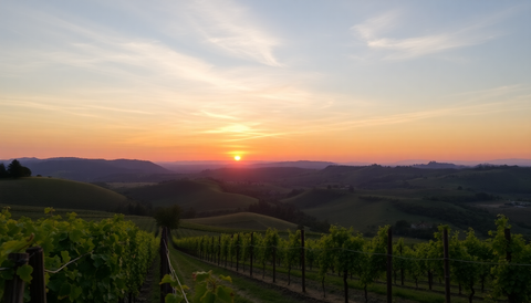 Exploring the Rich Heritage and Sustainable Practices Behind McLaren Vale’s Finest Wineries