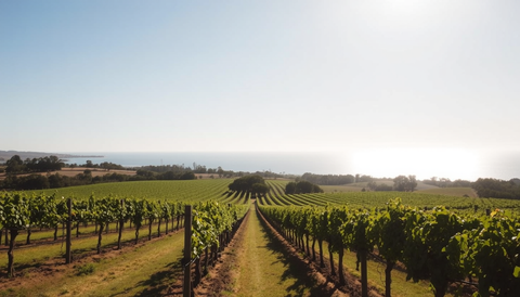 McLaren Vale: A Premium South Australian Wine Journey—Biodynamic Vintages, Boutique Cellars, and Australia-wide Delivery