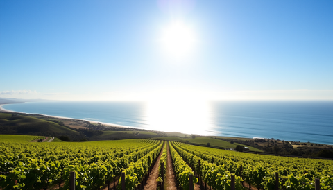 McLaren Vale: A Practical Guide to Tasting Shiraz, Grenache and Cabernet with Local Cellars, Biodynamic Vintages, and Australia-Wide Delivery.