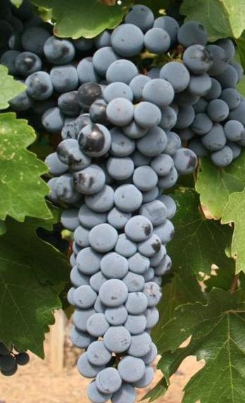 McLaren Vale vs Coonawarra Cabernet Sauvignon: