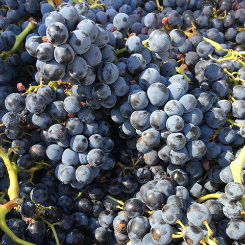 McLaren Vale Cellars Grenache Explained