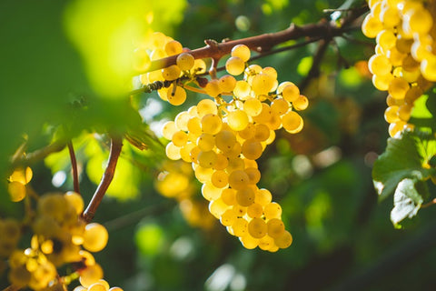 SA McLaren Vale Cellars Legion Chardonnay