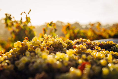 McLaren Vale Wine Tasting by the Season