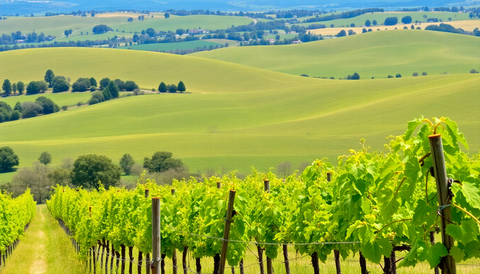 Discover the Authenticity of McLaren Vale Wines: Exploring Premium South Australian Vintages and Sustainable Cellars