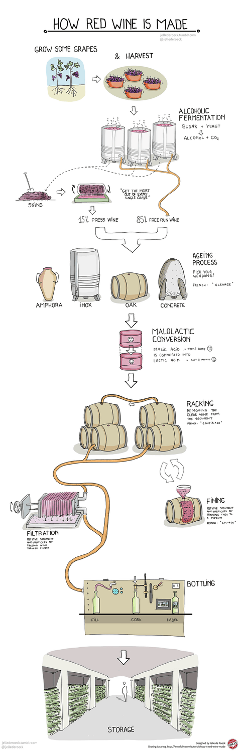 How Red Wine is Made: Follow Along Step by Step