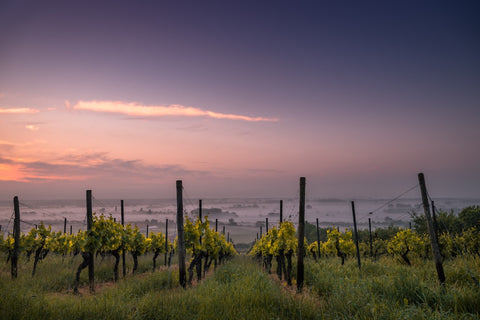 The Influence of Vine Age on Wine Flavour: A Matter of Maturity and Terroir