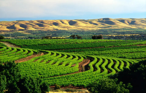 What is McLaren Vale Famous For?