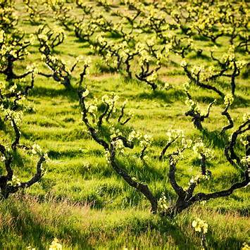 Is McLaren Vale Wine Organic or Biodynamic?