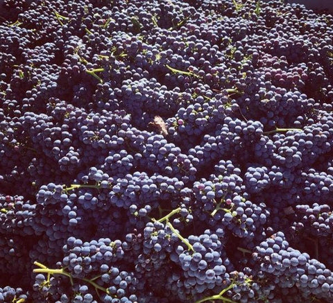 Which Grape Varieties Grow in McLaren Vale?