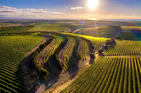 What Makes McLaren Vale Shiraz Distinctive?