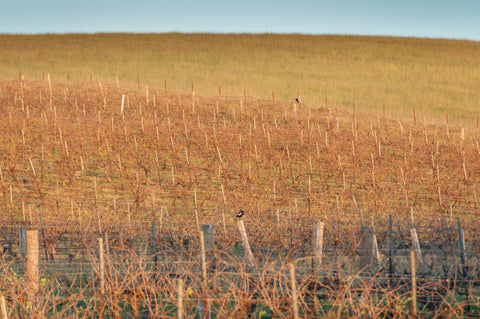CCW Growers' Decisive Rejection of Accolade's Buyout Offer: A Watershed Moment for Australian Wine