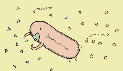 What is Malolactic Fermentation? A Complete Guide