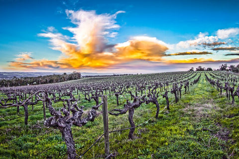 Terroir's Tale: How McLaren Vale's Climate Shapes the Taste of Its Wines