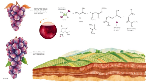 The Science Behind Wine: Fermentation, Tannins & Terroir