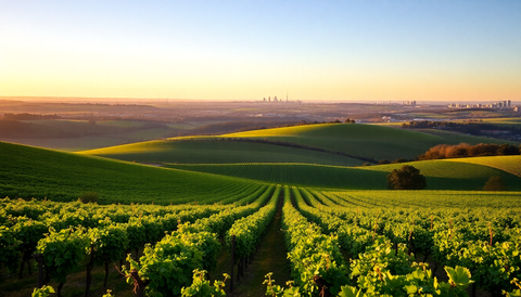 Exploring the Distance Between McLaren Vale and Adelaide: A Wine Lover's Guide