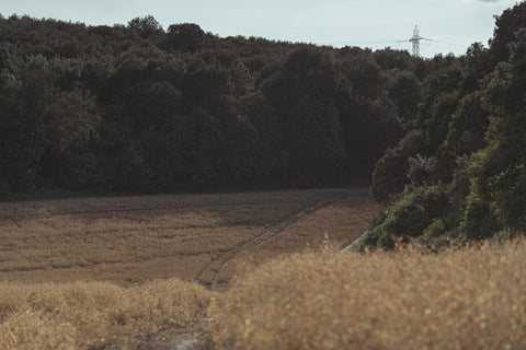 Educating Palates: An Overview of McLaren Vale Cabernet Sauvignon and Pinot Noir
