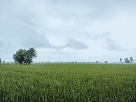 a large green field with trees