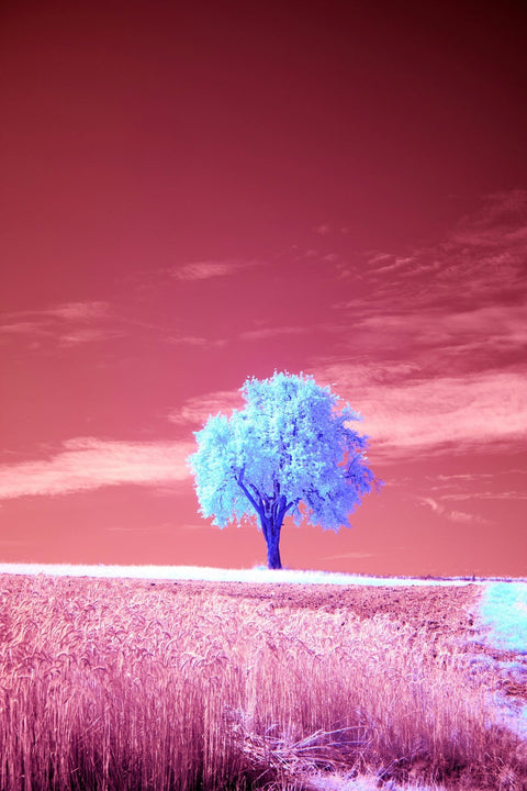 How to Distinguish McLaren Vale Shiraz from its International Counterparts